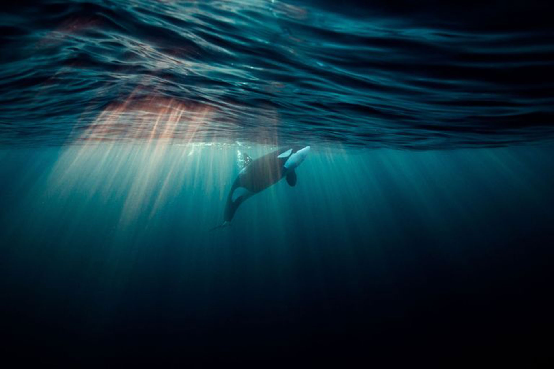 Orca swimming in the ocean